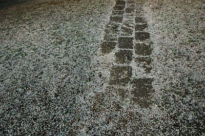 山ノ内町　菅　十王堂　花の花片と石畳5/9