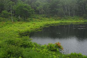 山ノ内町　志賀高原　一沼　レンゲツツジ6/25