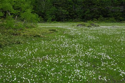 山ノ内町志賀高原　田の原湿原　ワタスゲ6/26