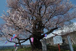 宇木の千歳桜4/24-1