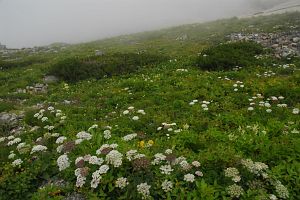 鑓温泉への下山口　タカネイブキボウフウ8/20