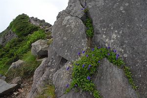 茅野市　横岳山頂の先　チシマギキョウ7/30-6